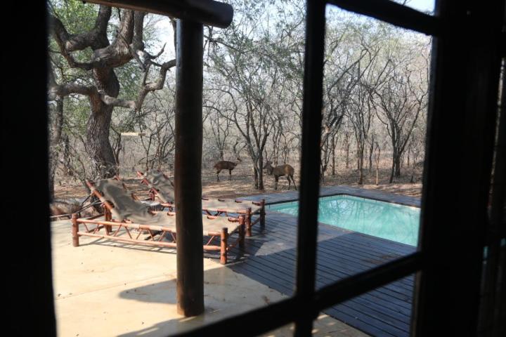 Zazu * Marloth Park