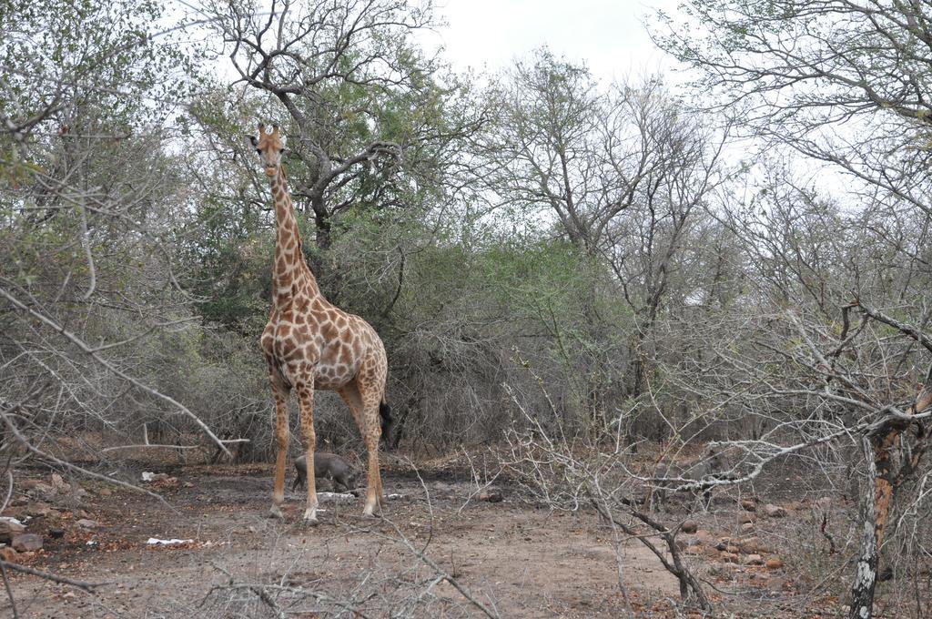 Villa Zazu Marloth Park