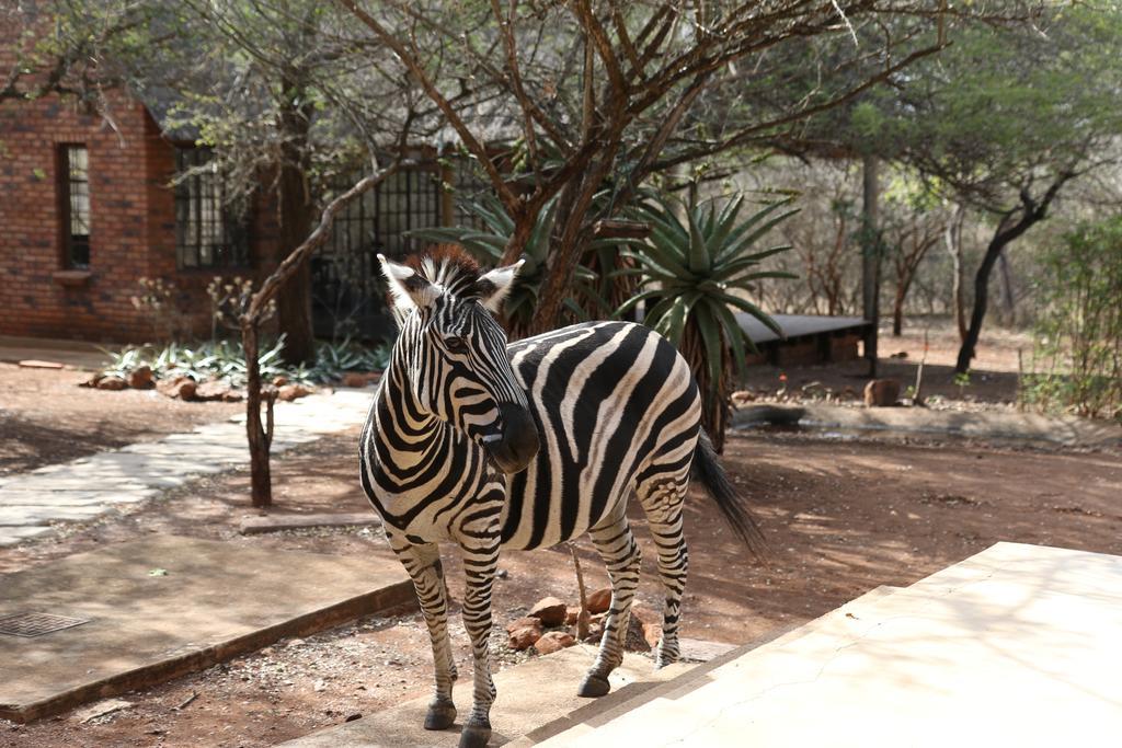Zazu Marloth Park