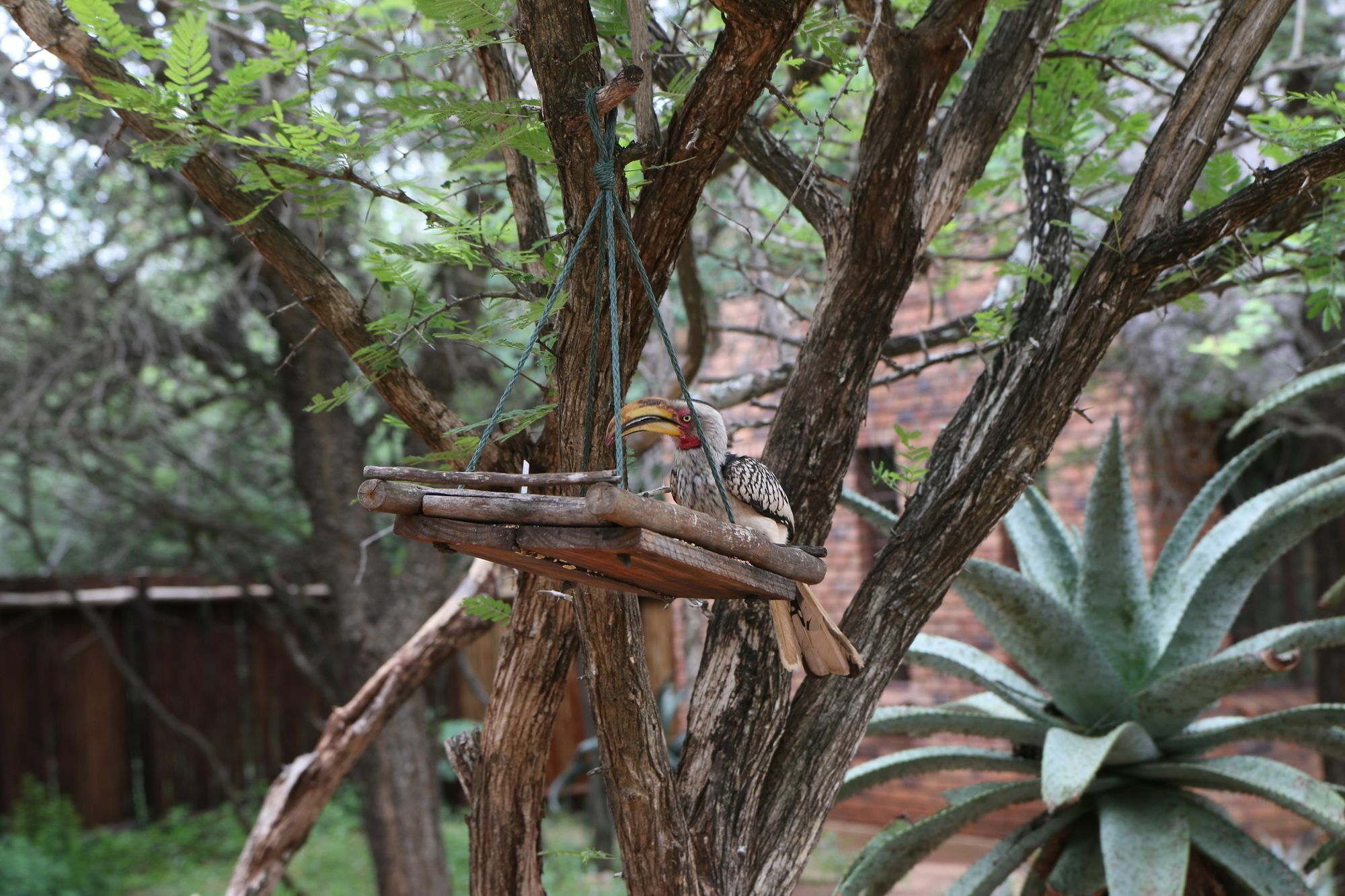 Zazu *