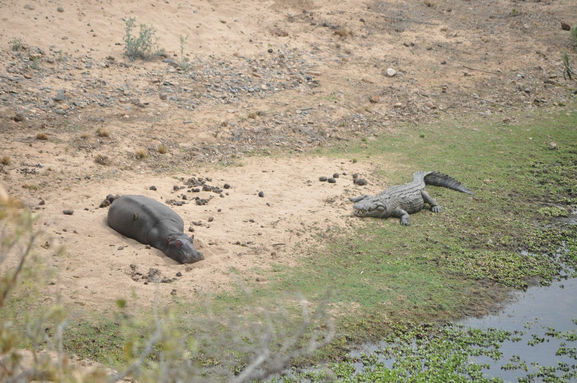 Zazu Marloth Park